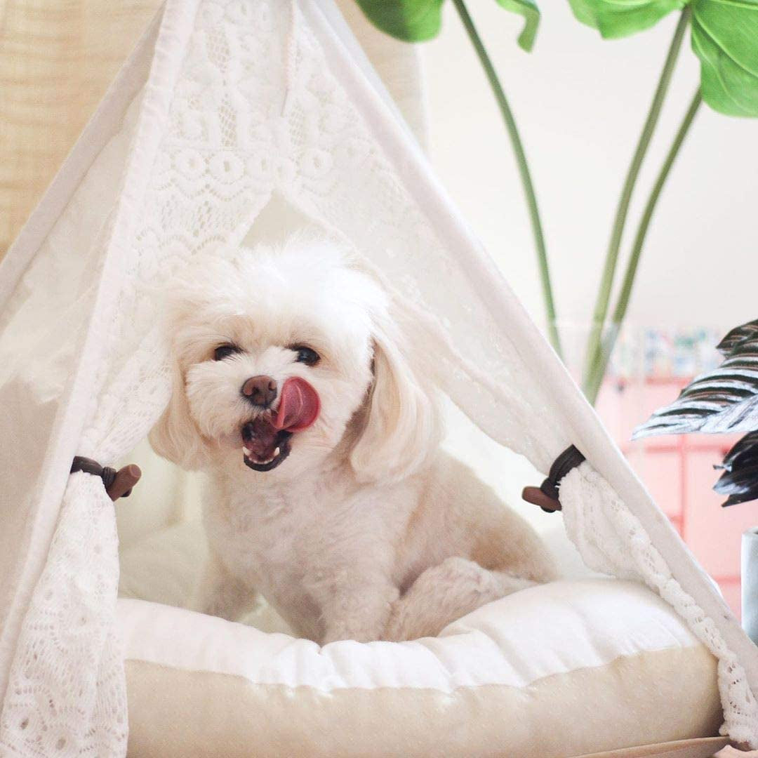 Pet Teepee Dog and Cat Bed - Portable Lace-Style Tent for Dogs and Cats, 24 Inch, No Cushion